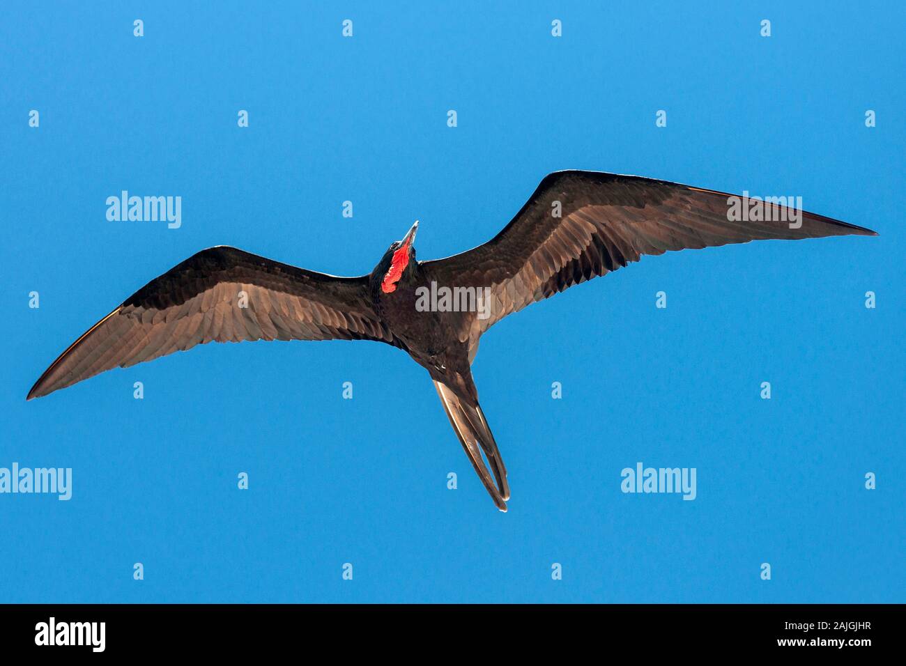 Frégate bird flying dans les Galapagos, Equateur. Banque D'Images