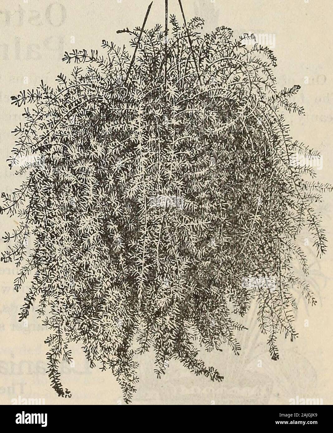 Nouveau guide floral : automne 1899 . SFRENQERII.) Voir la plaque de couleur sur la première page. C'est sans aucun doute l'un des plus beaux de la pf et mostvaluable pied evergreen des plantes pour la maison andconservatory jamais présenté. Il est particulièrement valuablefor pots, vases, paniers, etc., couvrant l'ensemble avec son beautifulsprays de belles plumes vert feuillage, ce qui peut être cutfreely et sont très utiles pour les bouquets, couronnes, allkinds -et de décoration florale. Il fait un ornamentalplant charmant pour la fenêtre ou véranda en hiver, et isequally précieux pour des vases, des paniers et des boîtes de porche en somme-mer. C'est un st Banque D'Images