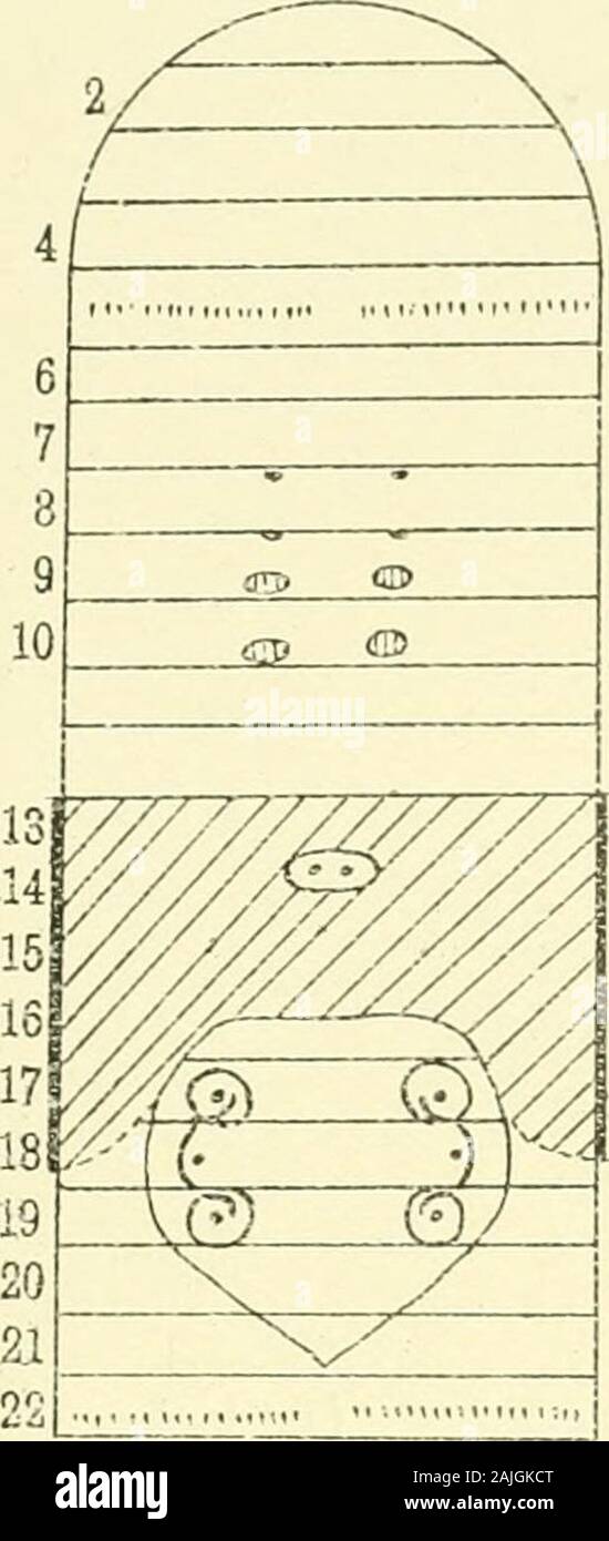 Les transactions et les travaux de l'Institut néo-zélandais . Plagiochasta lateralis, n. sp. Les vers de terre.-Benham. Srt. N.Z. Inst., Vol. XXXV. PI. XXIV.. F /^ / ii -/- 4 j 6 j / 7 1 HI" T 10 C a&gt ; 11 ch. *&Gt ; 12 c .&gt ; 13 ch. .3 T 1510 w 12 m$ ^^ p&gt ;*s 19 V/^ 20 & Piagiochaeta rossii, n. sp. Banque D'Images