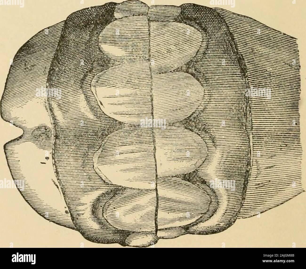 L'extérieur du cheval . Les caractères FOURNIS PAR LES DENTS 677 Banque D'Images