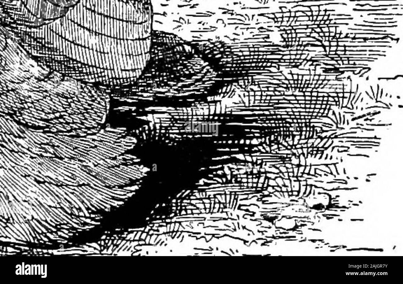 Les poules bantam ; une description de toutes les espèces et variétés de standard, et bantams de nouvelles races qui sont en train de devenir populaire .. . Coupé d£-. Banque D'Images