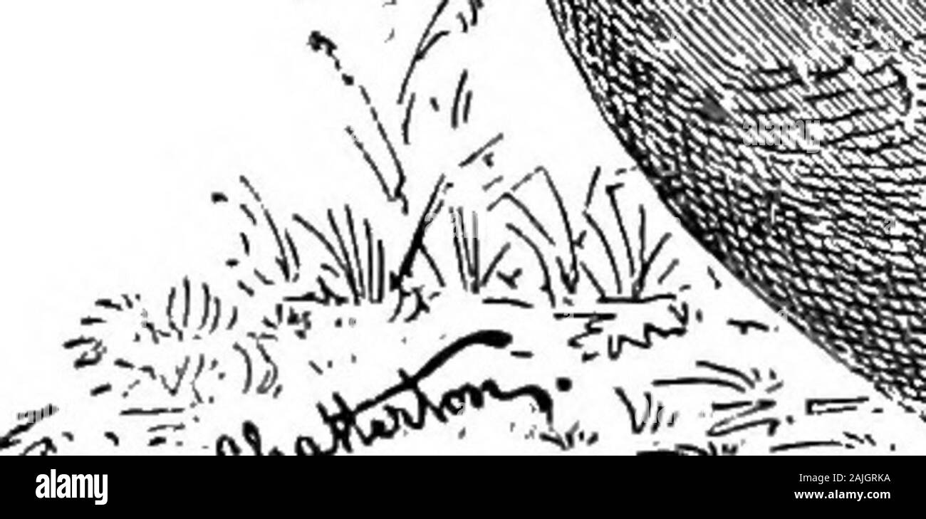 Les poules bantam ; une description de toutes les espèces et variétés de standard, et bantams de nouvelles races qui sont en train de devenir populaire .. . V ?1 ?> ;• t 1. Banque D'Images