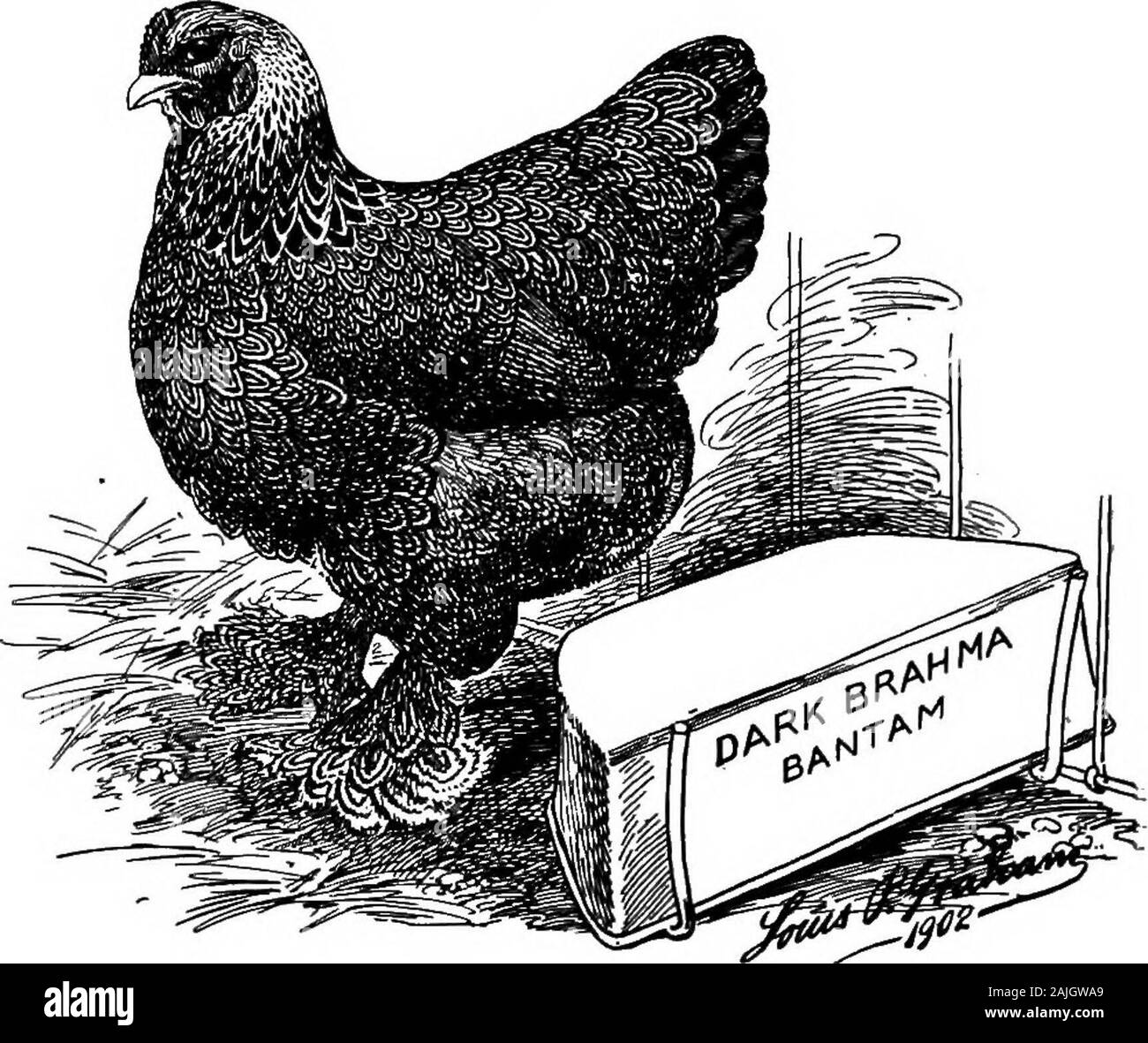 Les poules bantam ; une description de toutes les espèces et variétés de standard, et bantams de nouvelles races qui sont en train de devenir populaire .. . Qualités de finition couleur andfine de crayonné. Le beau gris couleur de la femme DarkBrahma et la délicate crayonné sombre doit être mostperfect bantams dans ces ou sinon ils sont sans valeur. Nous laybefore nos lecteurs l'avis des experts qui ont showiktheir capacité à gérer correctement les gros spécimens.-au-dessous sont les mots du temps-honoré M. PhilanderWilliams, de Taunton, Massachusetts, qui fait don de son experiencefor notre utilisation : En ce qui concerne Dark Bantams Brahma, je ne Banque D'Images