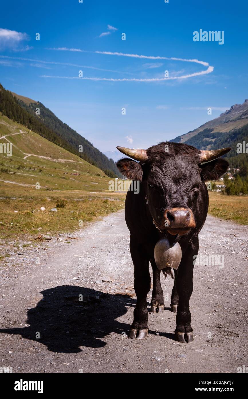 Portrait d'Herens noir veau avec bell suisse traditionnel debout regardant droit dans la caméra près de swiss alpine village de Zinal. Anniviers, Val Banque D'Images