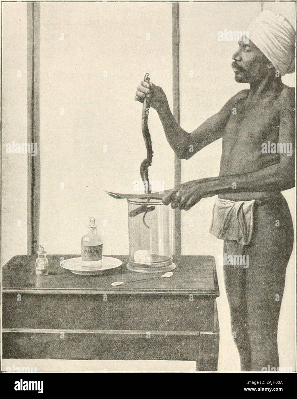 ; Venins animaux venimeux et antivenomous serum-therapeutics . Fig. 85.-La collecte de venin d'un Lachesis au Seeotherapeutic Institut à Sao Paulo (Brésil). La sécrétion ET LA COLLECTION DE SERPENTS À VENIN 155. Fig. 86.-Chlokoformixg un Cobra afin de collecter le venin, à l'FrenchSettlement de Pondichéry, en Inde (stade I). 156 de tenir quoi que ce soit. VENINS lu de cette façon, le serpent le plus puissant est par-fectly sous contrôle. À Pondichéry, où est recueilli le plus grand nombre des thevenom ipudians-ti de Naja utilisé par moi pour la vaccination des thehorses qui produisent des antivenomous serum, c'est customa Banque D'Images