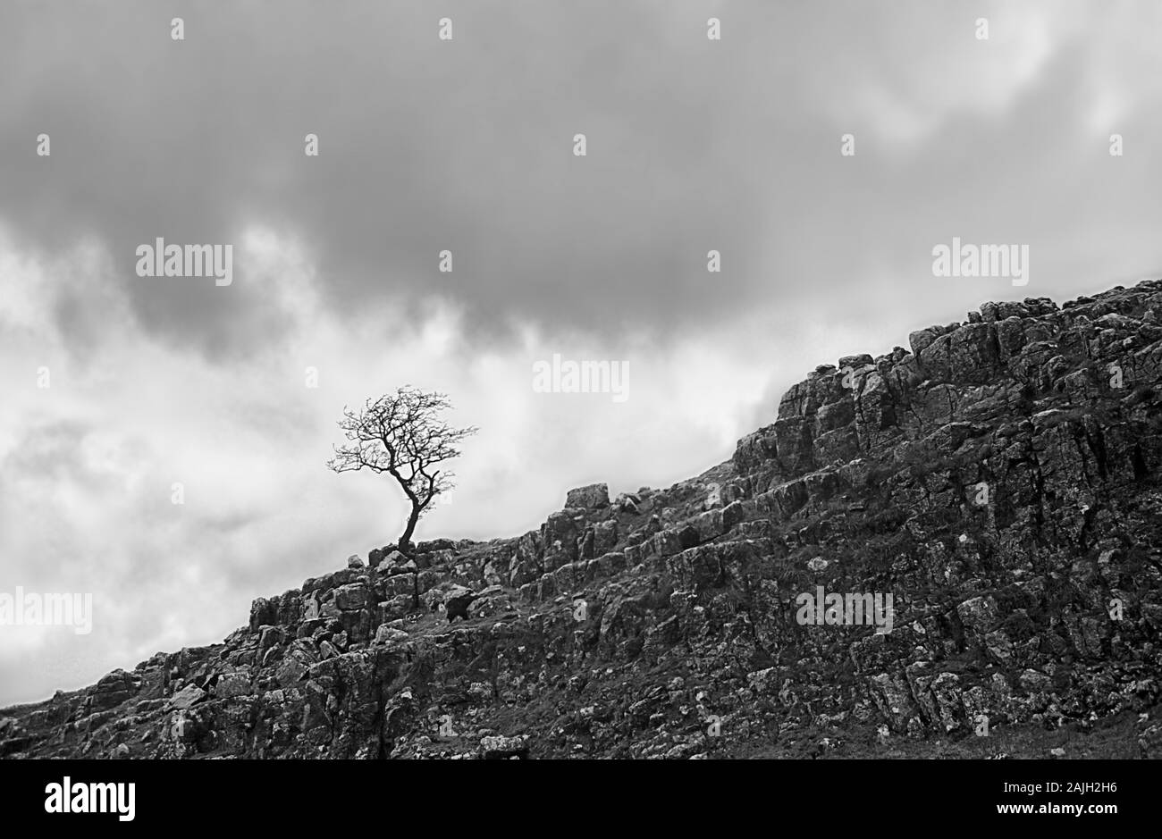 Un seul, windswept rowan tree (Sorbus aucuparia) au-dessus de Malham Cove dans Watlowes, vallée du Yorkshire, England, UK. Vieux film en noir et blanc photographie, vers 1992 Banque D'Images