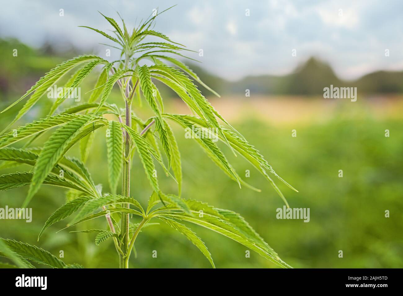 Domaine de la marijuana en pays. Feuilles de marijuana, cannabis sur un fond vert, belle arrière-plan, la culture oudoor Banque D'Images