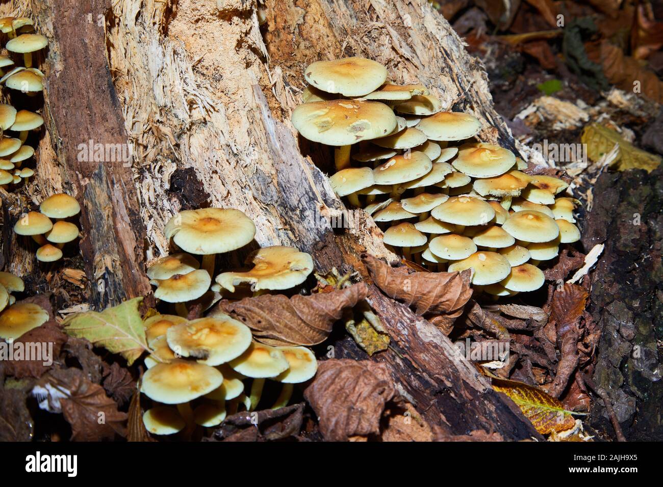 Tuft de soufre (Hypholoma fasciculare), mélomane en grappes, tuft de soufre, poussant sur une souche d'arbre Banque D'Images