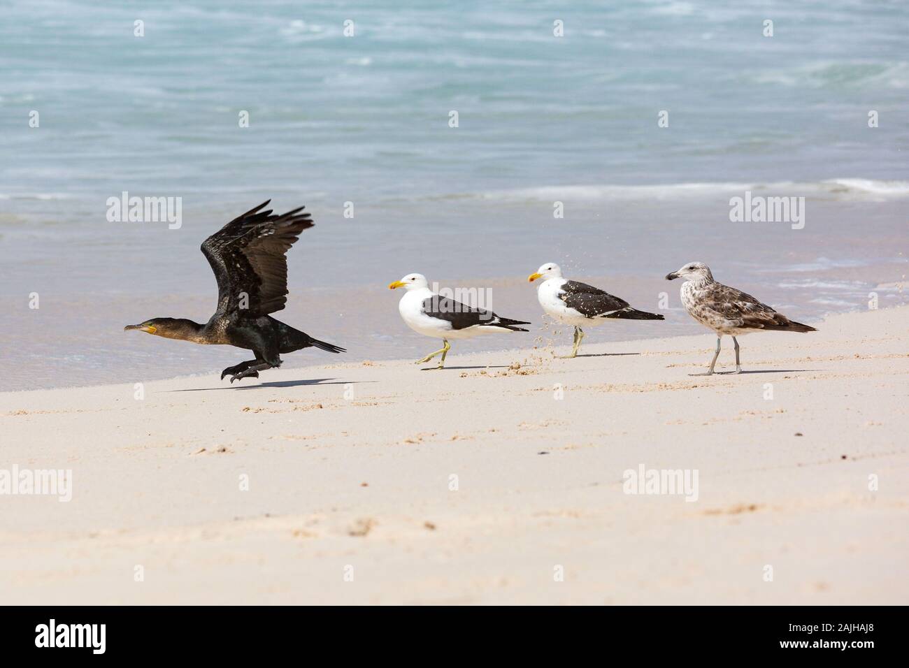 Cape Cormorant décollant de la plage, proche de trois goélands varech le regarder, Afrique du Sud Banque D'Images