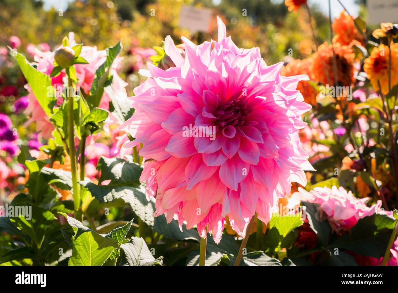 Fleurs rose riche décoration géant de Dahlia Hamari Girl en septembre UK Banque D'Images