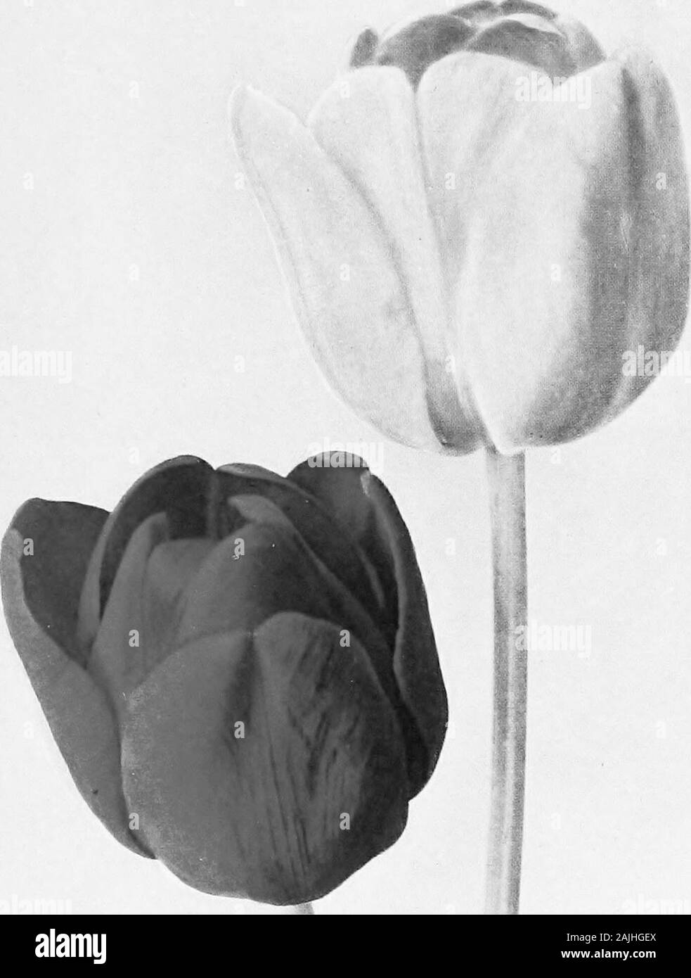 Les tulipes . ly, rouge vif.En raison van Thol, blanc, petit, très tôt, blanc pur.En raison van Thol, jaune, petit, très tôt, jaune. Les tons orange T De Wet, un nouveau grand panneaux orange tulip.T Fred Moore, orange, jaune profond tranchant.M Golden Lion de Hillegom, orange, rouge jaune.T Prinee de l'Autriche, un grand rouge-orange, l'un des meilleurs ofall tulipes. Tons Rose et Rose T Alice Roosevelt, rose foncé, légèrement rougir, belle couleur. Gîte D Maid, rose et blanc. T Flamingo, grand blanc, plissés, avivés, rose, très distinct. M the mattress, deep rose pâle, légèrement rougir. M Pink Beauty, fleurs rose vif, long-pin Banque D'Images