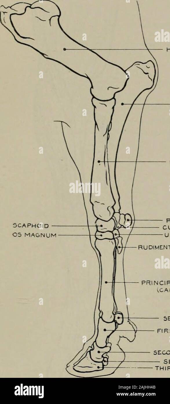 La modélisation ; un guide pour les enseignants et les élèves . Fig. 136.-l'avant-jambe. Aspect interne. Myologie. Les PIÈCES JOINTES DES MUSCLES. Le muscle supplémentaire de latissimus dorsi (origine) tendon du grand dorsal :(insertion) olecranon processus, et l'aponévrose de jambe. Anticus Brachialls externalaspect (o.) de l'humérus : (i.) Les surfaces internes du radius et du cubitus. Muscle extenseur antérieur de rauialis(du métacarpe) (o.) frontière extérieure de l'humérus : (i.) surface antérieure de l'extrémité de ofsuperior métacarpien principal. Muscle fléchisseur radial deuxième interne (de méta-Carpe) (o.) du condyle interne de l'humérus : (i) super. Banque D'Images