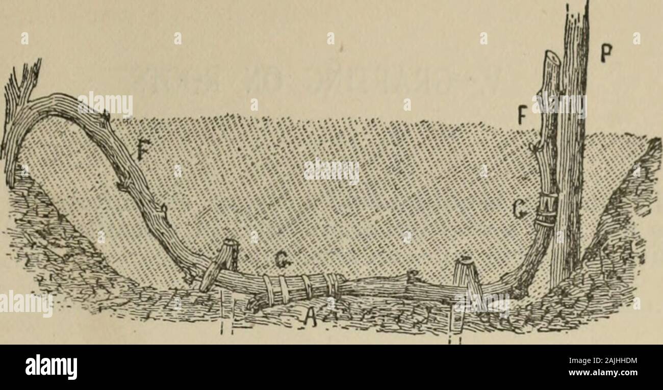 Annexe aux Journaux du Sénat et l'Assemblée générale de la .. session de l'Assemblée législative de l'État de Californie . qui c'est d'être attachée doit être suffisamment long pour permettre de plier réalisés entièrement dans la direction de la résistance, A. Lorsque l'usine therooted ainsi formé doit être transplantée, le point d'union yearthe suivants Q doivent être placés à la surface du sol. Thelayering et couvrant de la greffe nécessite le plus grand soin possible.de systèmes employés dans l'unification des parties, le greffe fente simple (n. 18, fig. 25), ou, mieux encore, la greffe Champin, furtheron especi décrite, est Banque D'Images