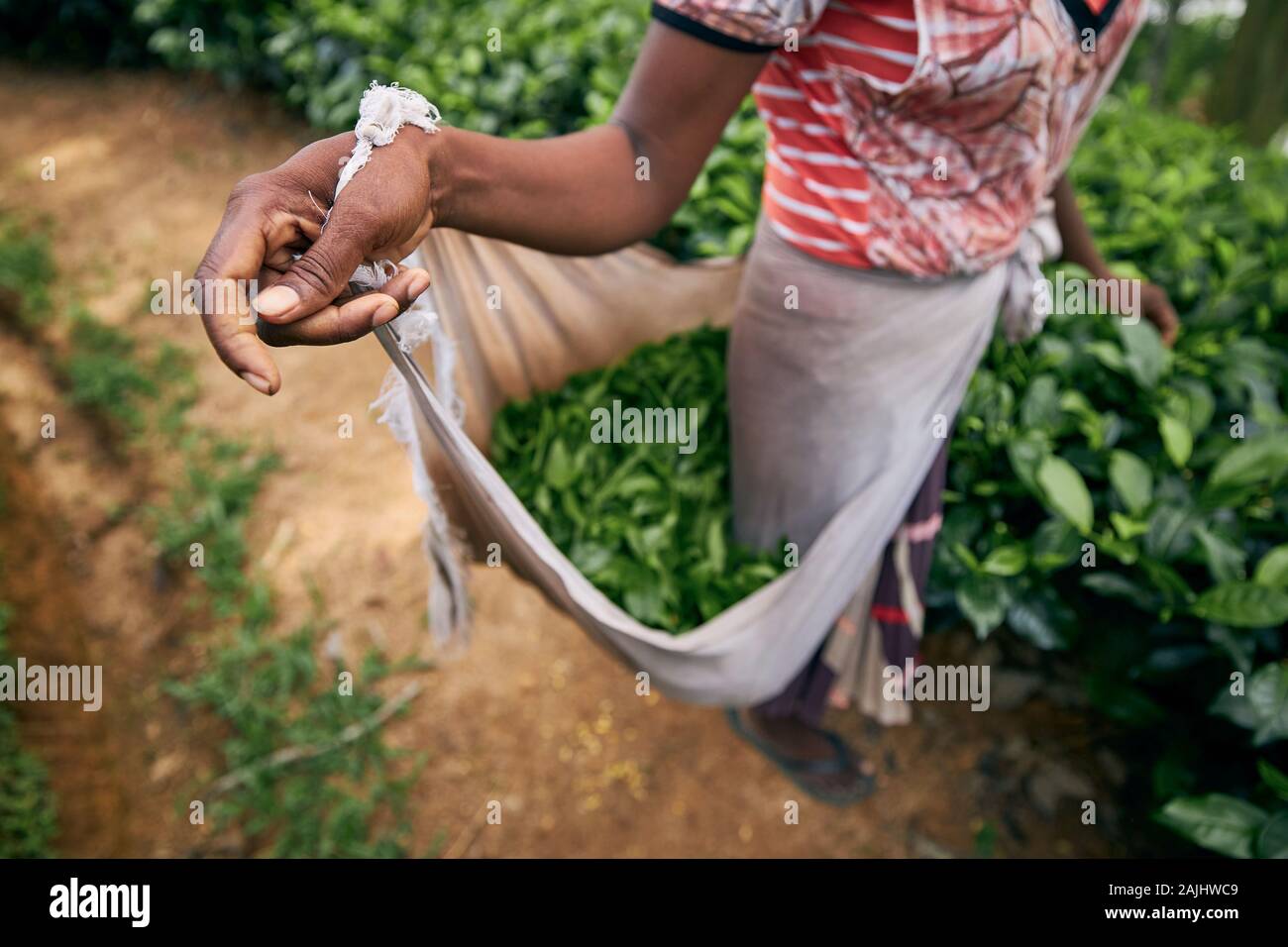 Sur le plateau explique son travailleur. Femme montrant la récolte des feuilles de thé, le Sri Lanka Banque D'Images