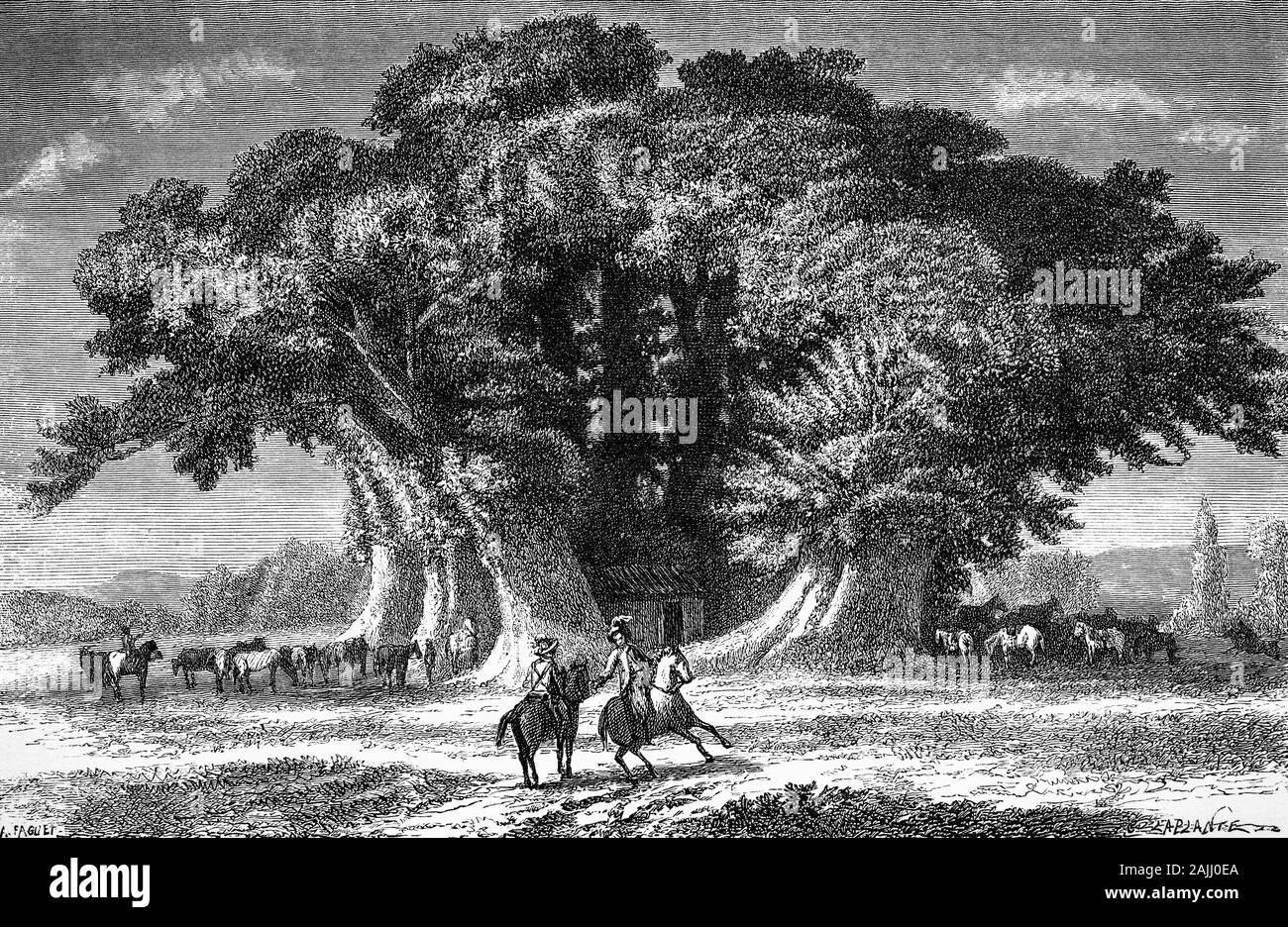 Les plantes : l'Hundred-Horse Chestnut situé sur le versant oriental de l'Etna en Sicile, à seulement 8 km (5,0 mi) de la cratère du volcan est le plus grand et le plus ancien connu marronnier dans le monde. Au-dessus de la masse de la Châtaigne (Castanea sativa), l'arbre est depuis divisée en plusieurs lignes de grande taille et que l'on croit être de 2 000 à 4 000 ans. Le nom de cette arborescence est issue d'une légende dans laquelle une reine d'Aragon et sa compagnie de cent chevaliers, au cours d'un voyage à l'Etna, ont été pris dans un violent orage. L'ensemble de l'entreprise aurait pris refuge sous l'arbre. Banque D'Images