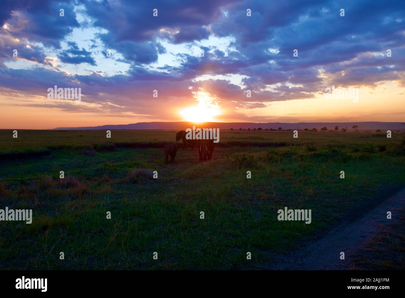 superbe coucher de soleil sur les éléphants dans le maasai mara Banque D'Images