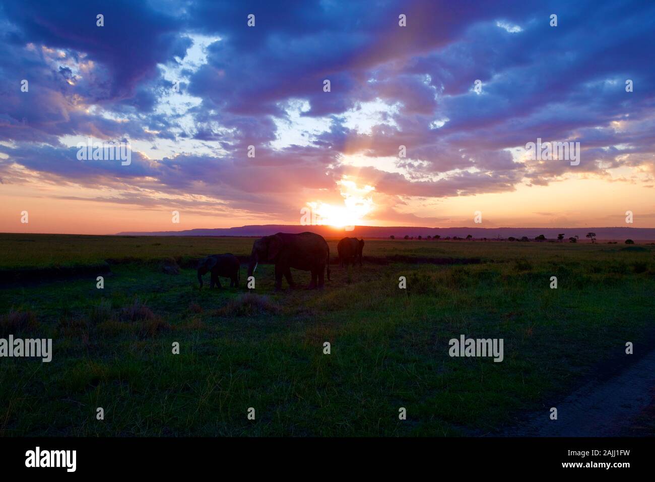 superbe coucher de soleil sur les éléphants dans le maasai mara Banque D'Images