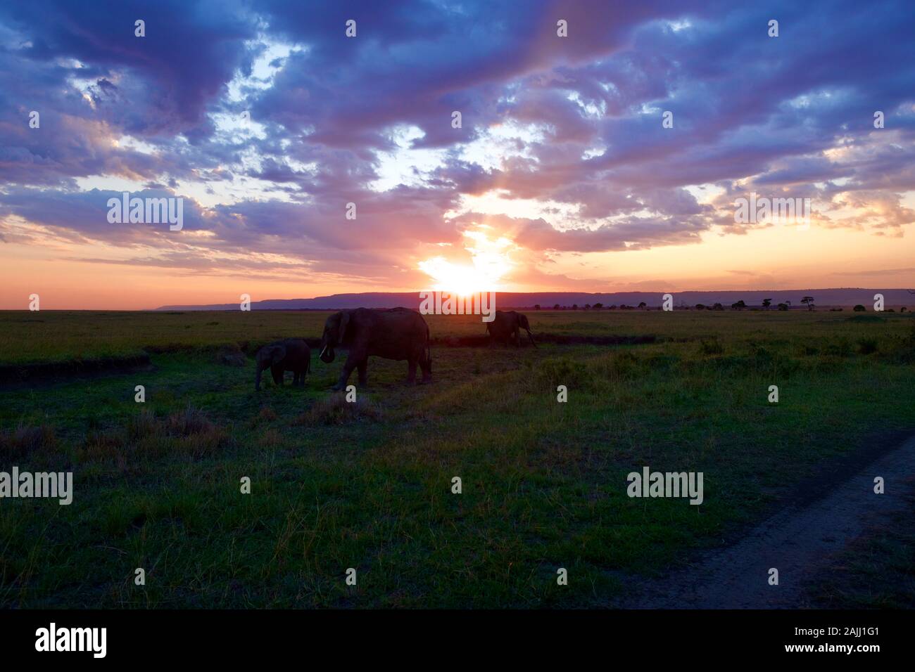 superbe coucher de soleil sur les éléphants dans le maasai mara Banque D'Images