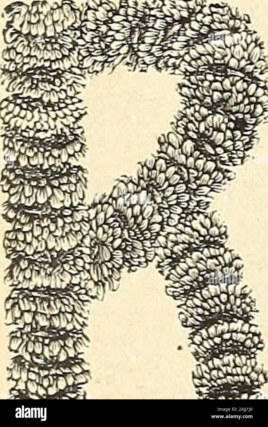 Le Livre De Vaughan Pour Les Fleuristes Fixation Des Brevets Avec Chaque Lettre 1 A 2 Pouces Par 100 2 Script Boston Lettres Plus Interessantes Et Mostcorrect Jamais Realise Pouvez