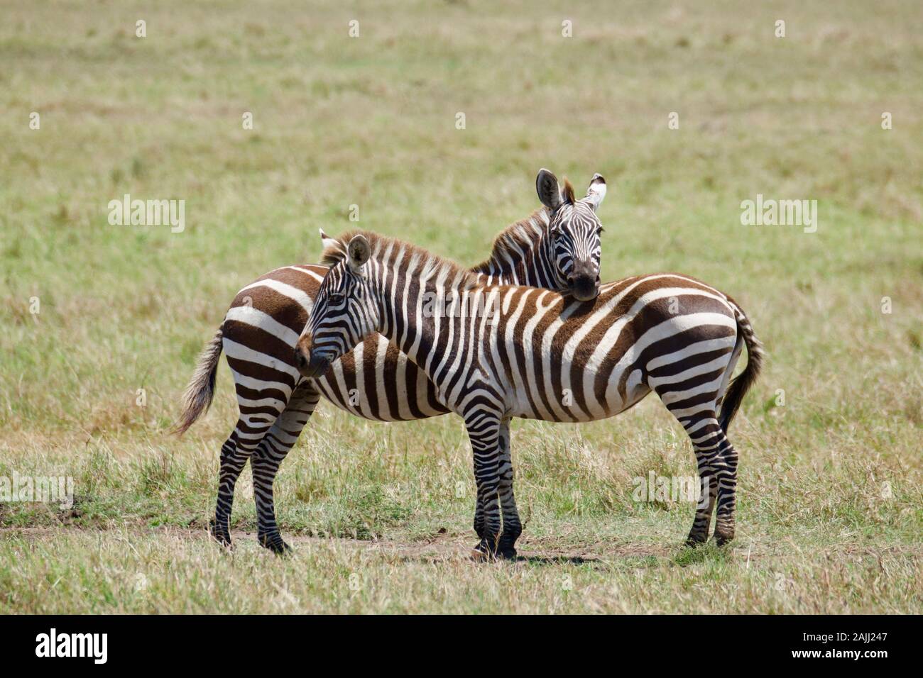 superbes zèbres dans le maasai mara Banque D'Images