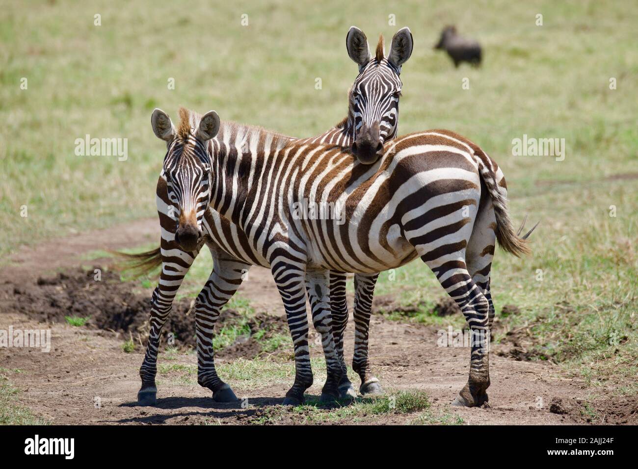 superbes zèbres dans le maasai mara Banque D'Images