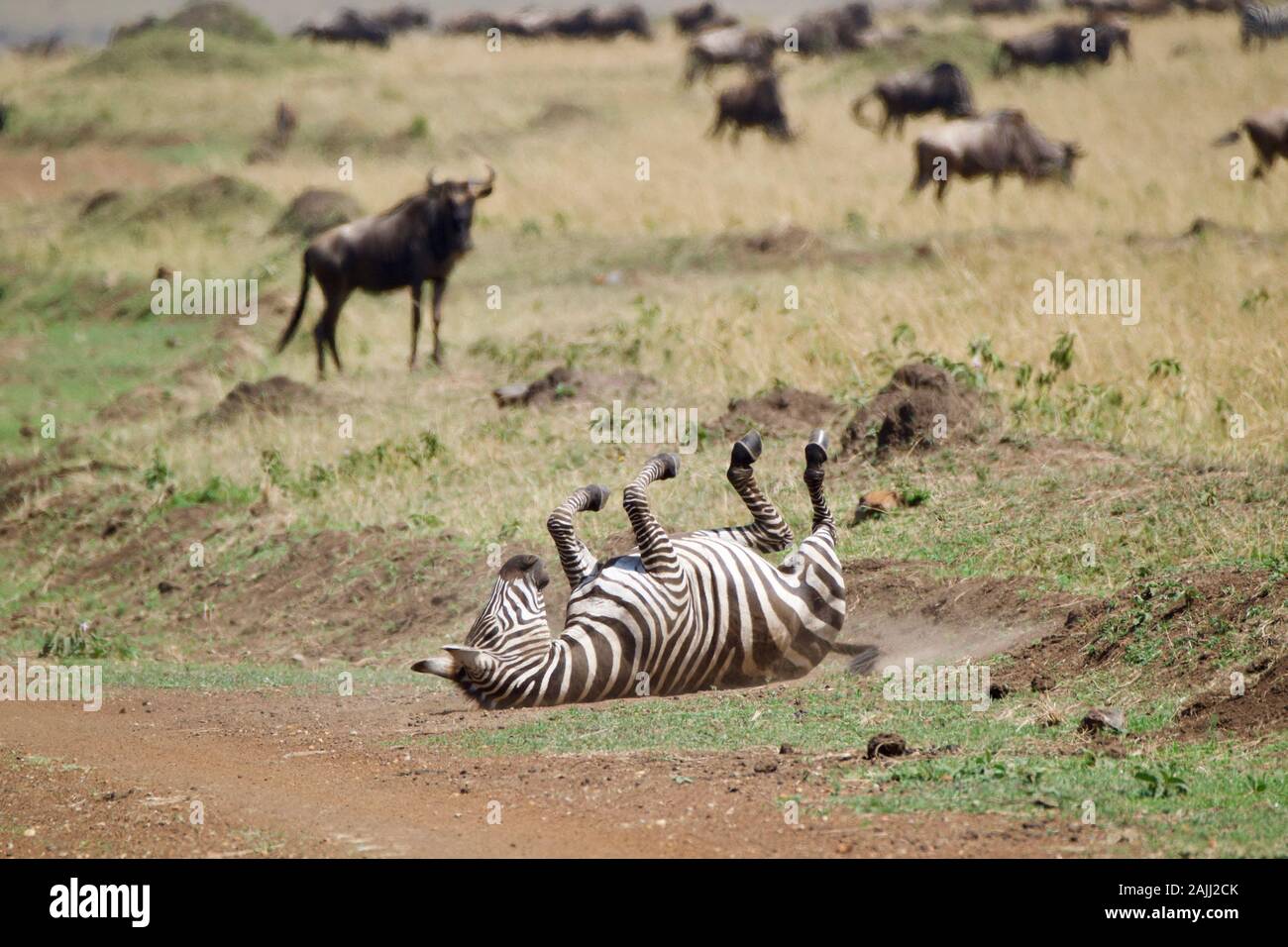 superbes zèbres dans le maasai mara Banque D'Images