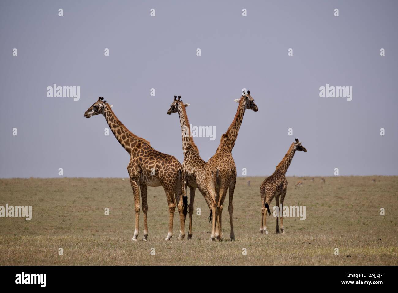 belles girafes se détendant dans le maasai mara Banque D'Images