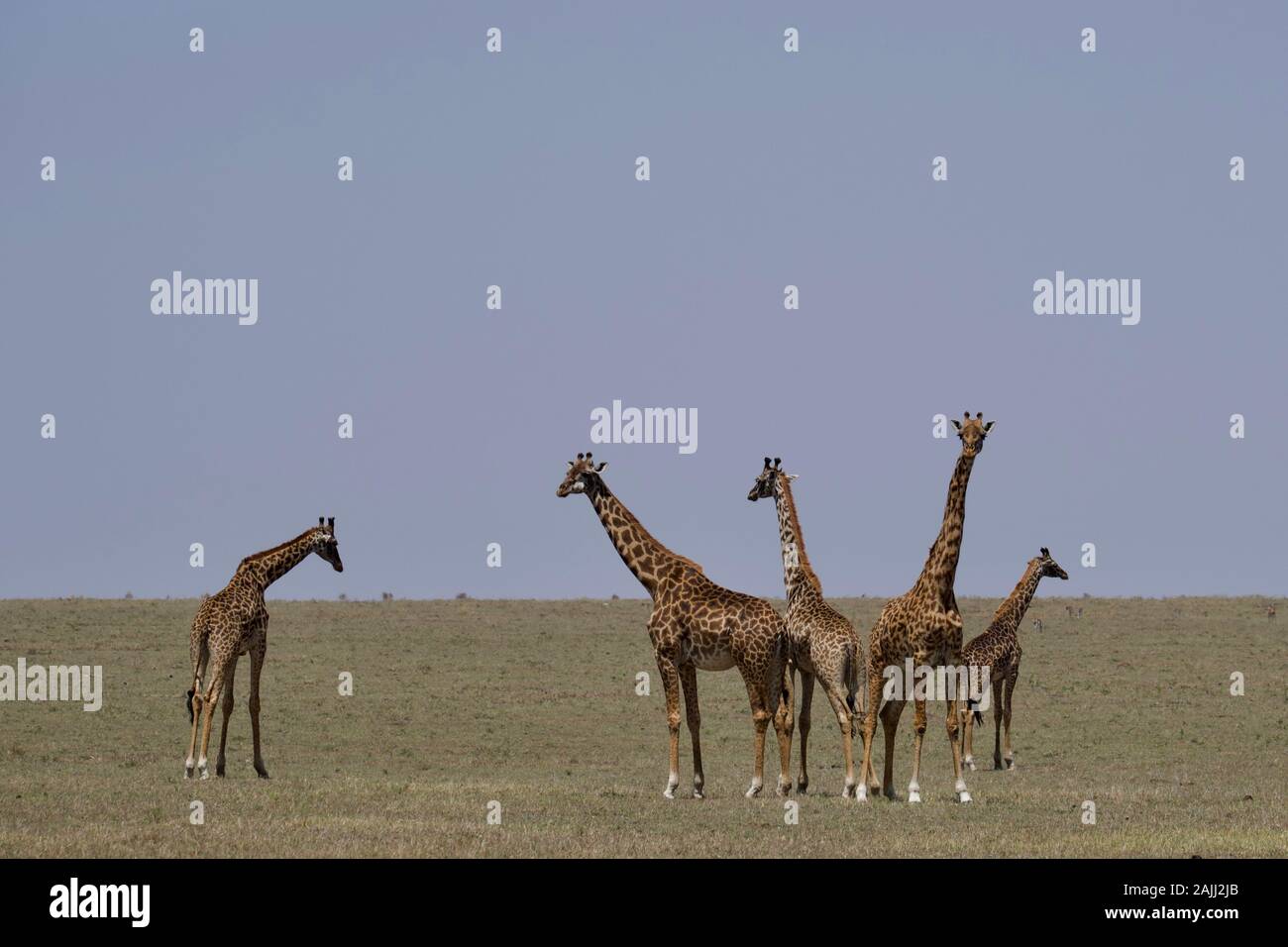 belles girafes se détendant dans le maasai mara Banque D'Images