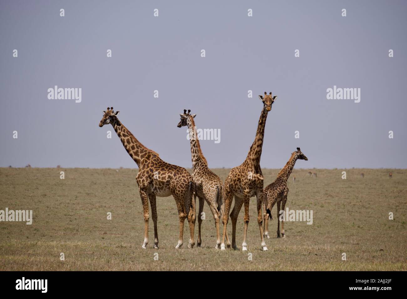 belles girafes se détendant dans le maasai mara Banque D'Images