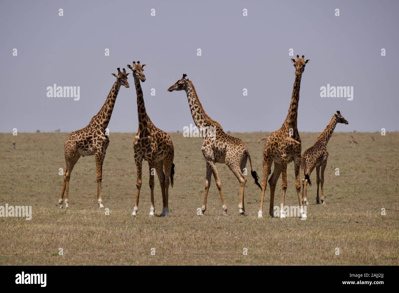 belles girafes se détendant dans le maasai mara Banque D'Images