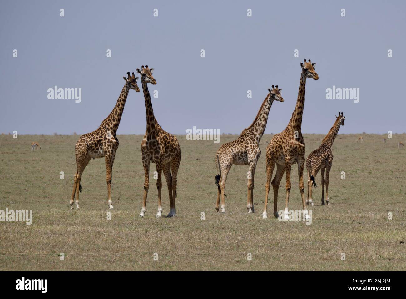 belles girafes se détendant dans le maasai mara Banque D'Images