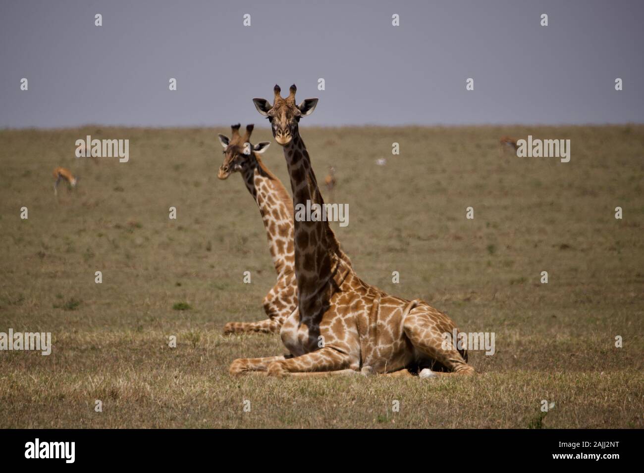 belles girafes se détendant dans le maasai mara Banque D'Images