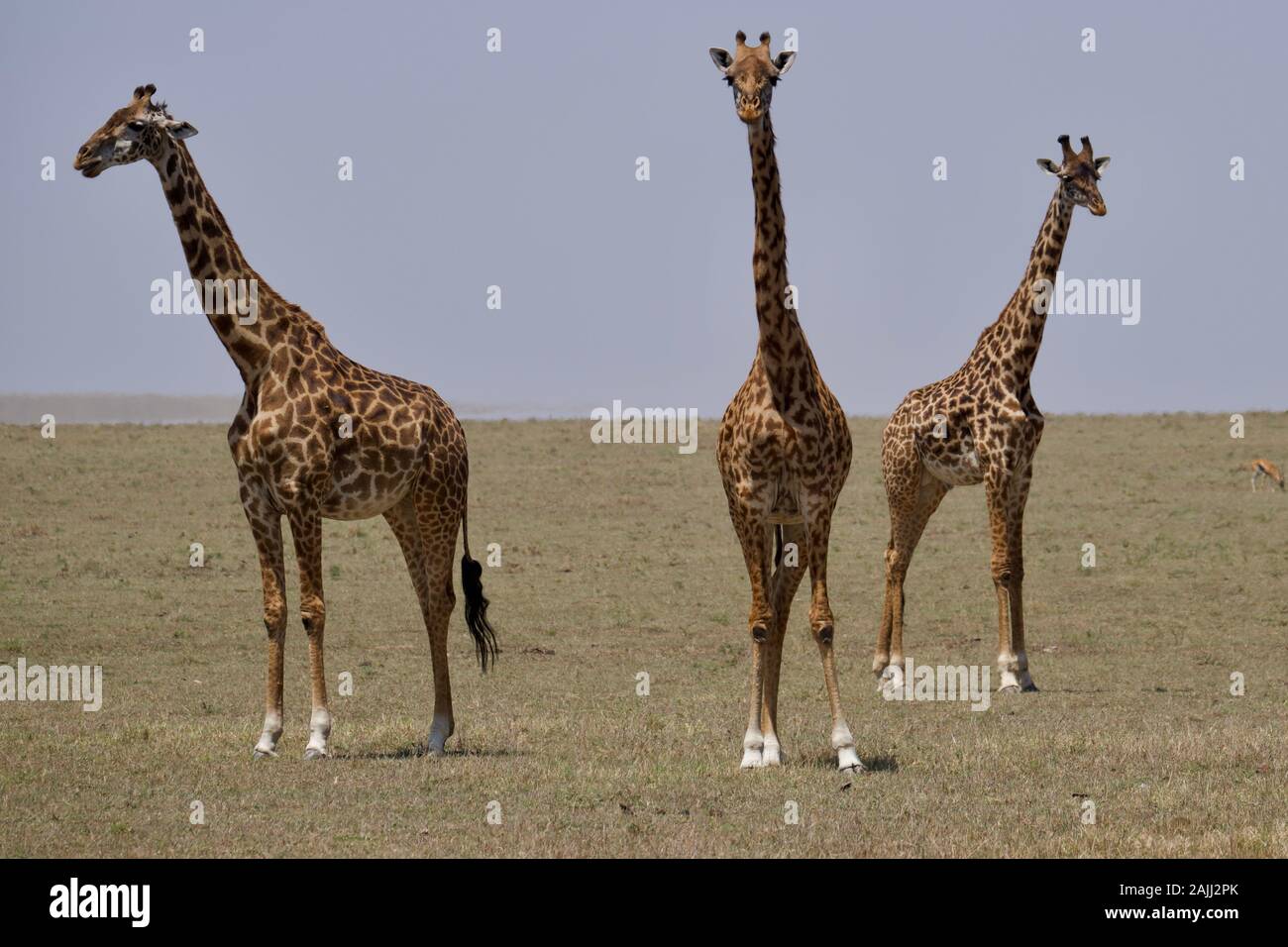 belles girafes se détendant dans le maasai mara Banque D'Images