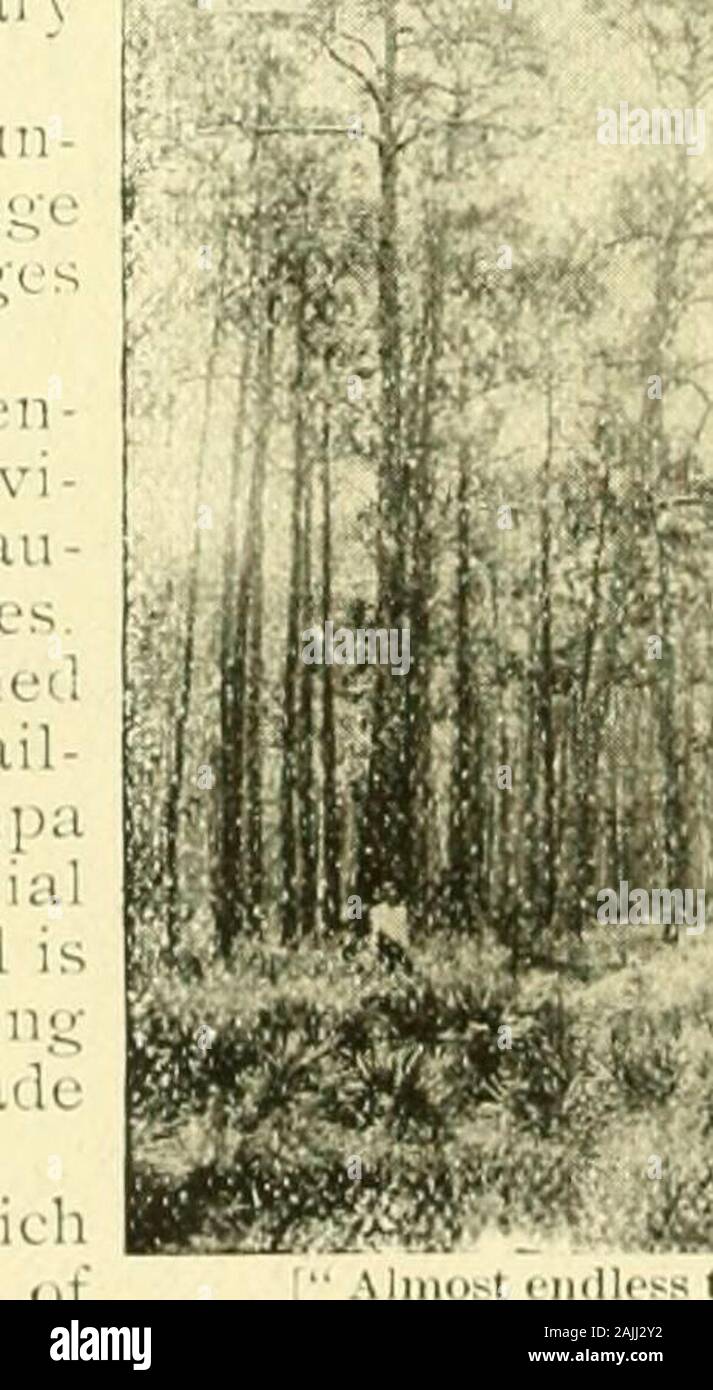 La terre du ciel, et au-delà . oyable. Tampa est easilyreached fnmi tout le Nord, l'Est ou ouest-ern points par le sud de l'Ry. dans conjunc-tion avec le F C "5c P. à Lacochee andPeninsular centrale de la Floride se connecte avec l'andSt Sanford. Petersburg Railroad, qui va à l'overone des plus belles parties de Flor-ida, le long de la côte de l'(iulf du Mexique.Skelleftea, Dunedin, Sutherland, de l'Eau Claire Harb(jr, Saint-Pétersbourg areall points de station. C'est le regionwhere l'argent roi de tish, thegamcy tarpon, a son hemaybe hante et où les prises si l'on possède l' Banque D'Images