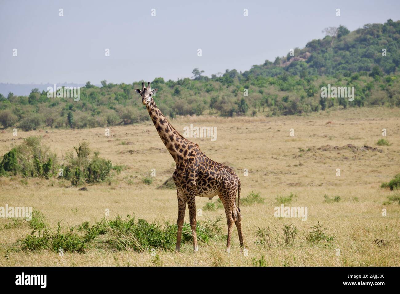 belles girafes se détendant dans le maasai mara Banque D'Images