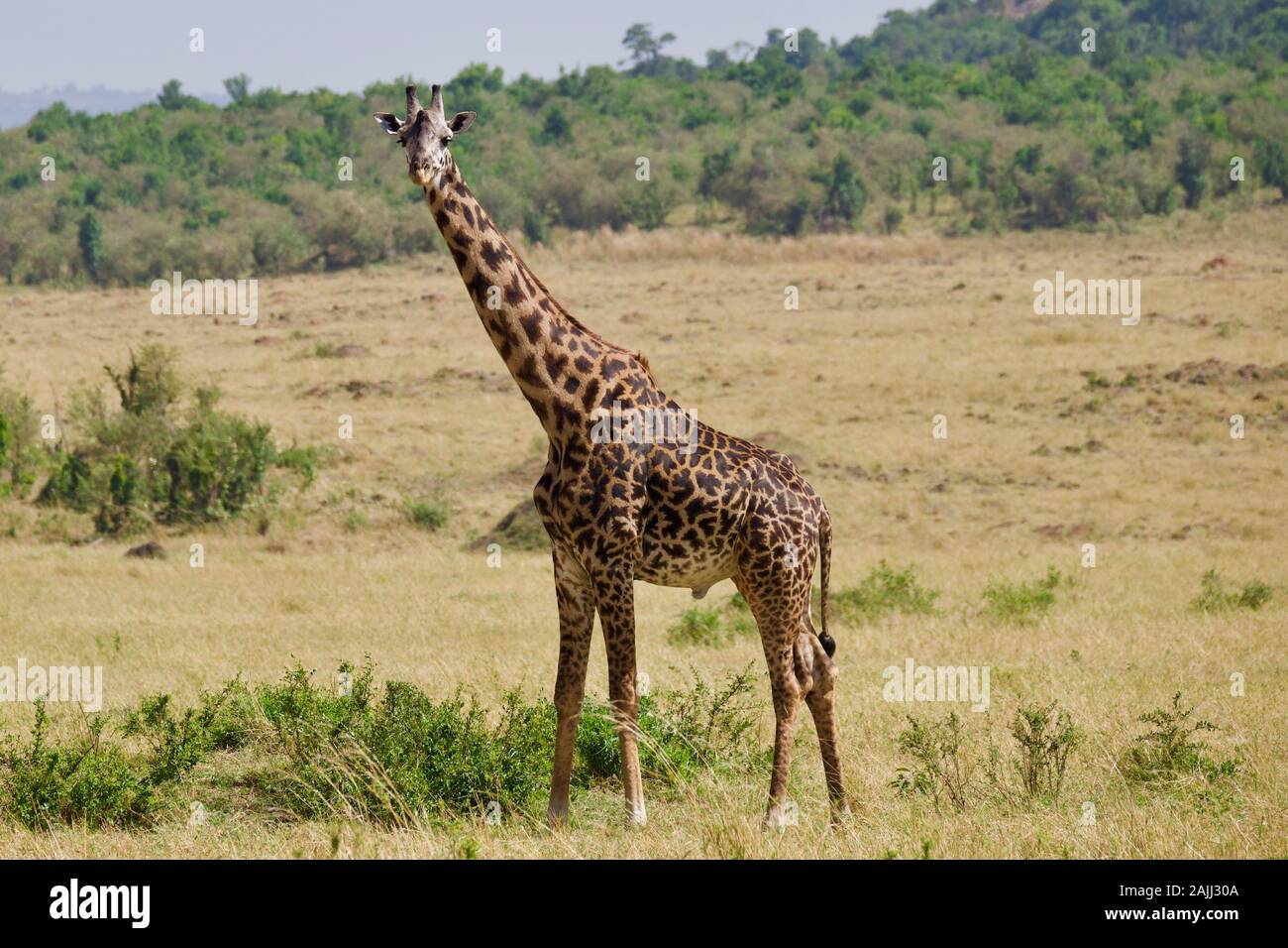 belles girafes se détendant dans le maasai mara Banque D'Images