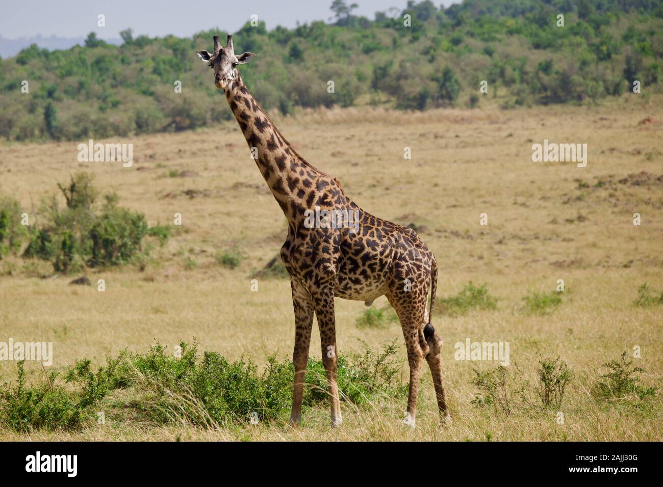 belles girafes se détendant dans le maasai mara Banque D'Images