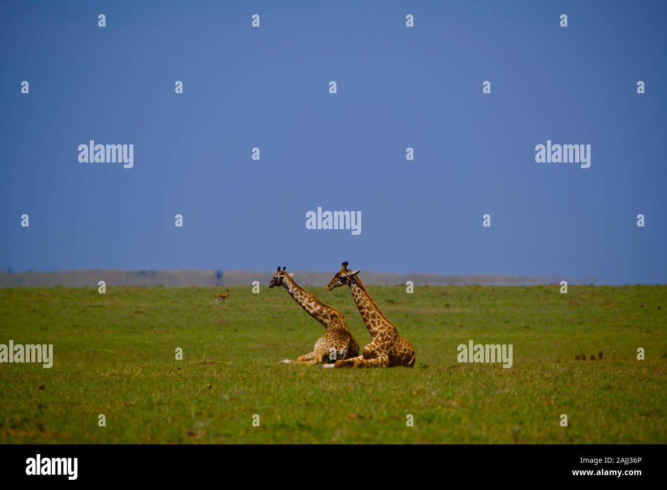 belles girafes se détendant dans le maasai mara Banque D'Images