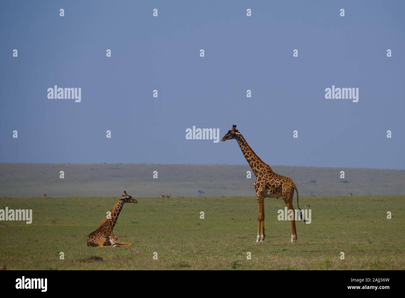 belles girafes se détendant dans le maasai mara Banque D'Images