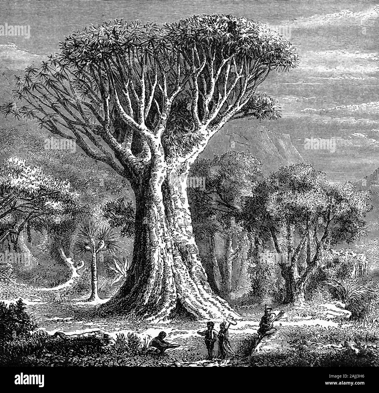 Plantes : sur un sang Dragons Teneriffe, Comptabilité, aka arbre arbre dragon ou drago (Dracaena draco) est un arbre subtropical dans le genre Dracaena, originaire de l'archipel des Canaries, Cap Vert, Madère, et localement dans l'ouest du Maroc. Quand l'écorce ou les feuilles sont coupées elles sécrètent une résine rougeâtre, connu sous le sang du dragon, utilisé pour l'encens, teinture, vernis et la médecine traditionnelle (problèmes respiratoires et gastro-intestinales). Banque D'Images