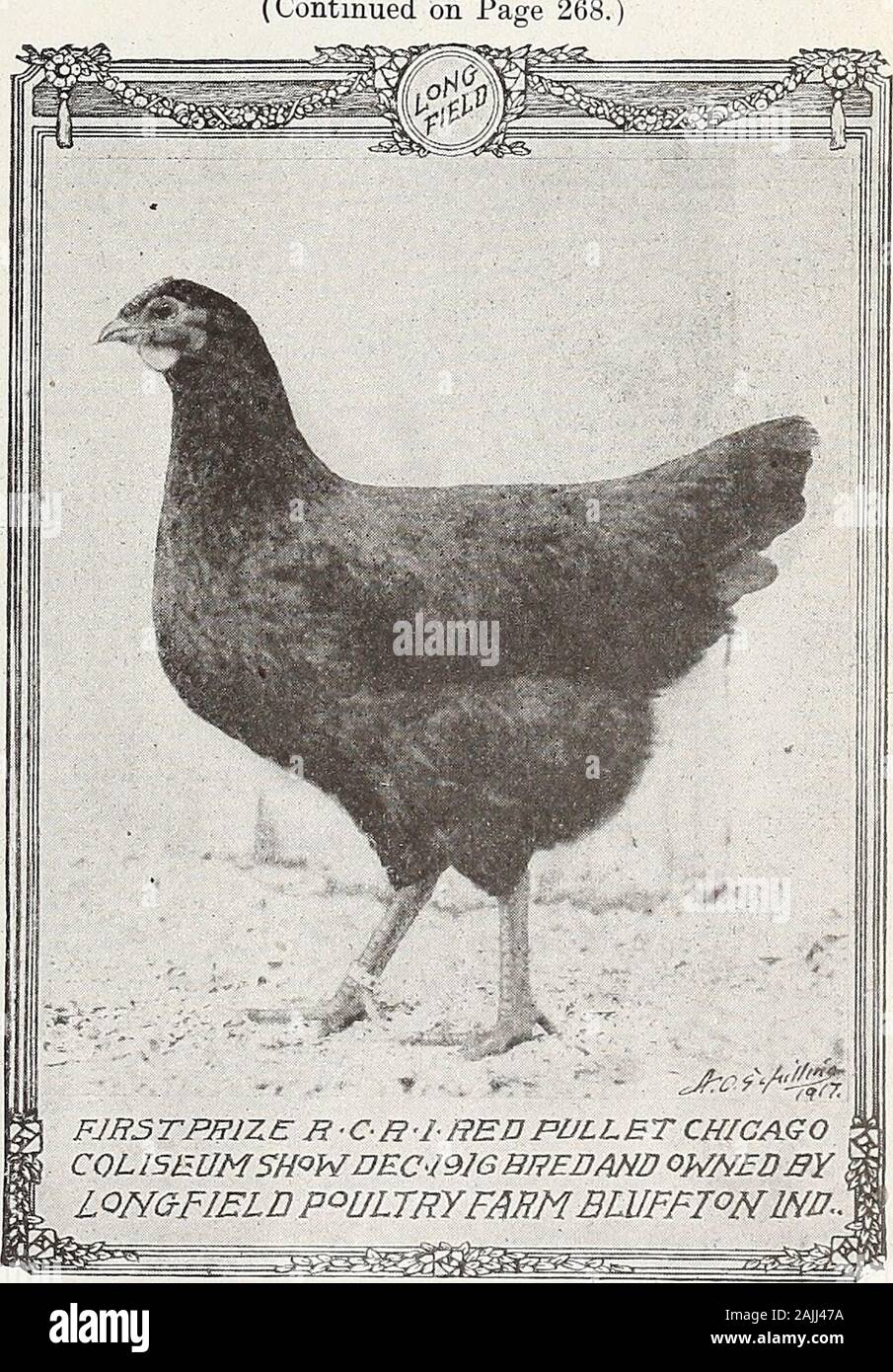 American Poultry World Sa C Est Qu Avec Le Troupeau Inunits De Cette Taille Chaque Poule Se Dresse Une Chance Equitable De Faire Herdue Proportion De L Attention Personnelle De L Homme Womanin Ou Frais
