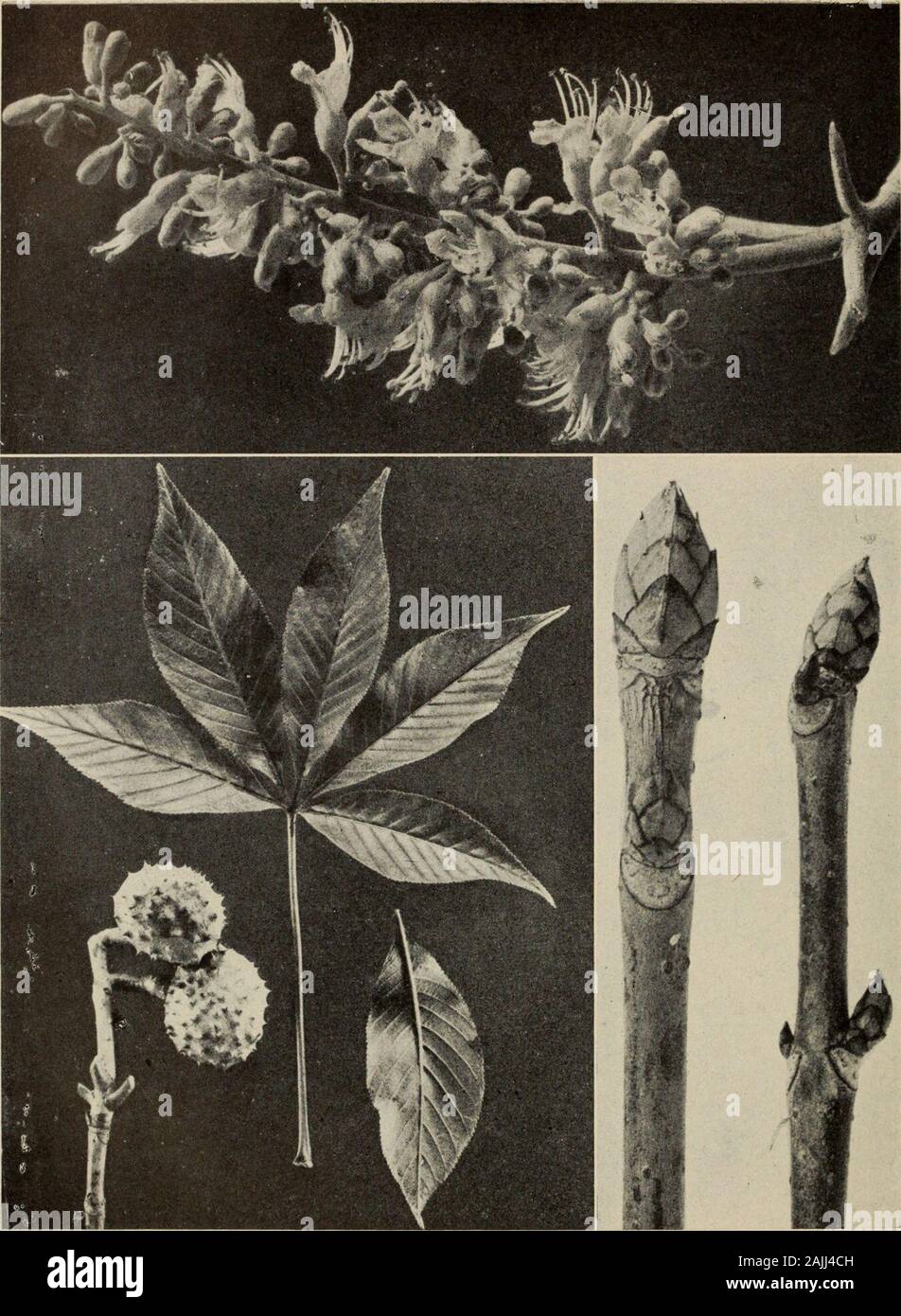 Le livre de l'arbre : un guide populaire à la connaissance des arbres d'Amérique du Nord et de leurs usages et de culture . Le {BOX ELDER Acer negundo) Le seul érable avec une feuille composée est celui-ci. L'autre budsand les feuilles et les fruits sont les principales caractéristiques de la famille. Ces touches charger theleafless les arbres femelles bien dans l'hiver. Le vent les disperse, mais thecurved tiges persistent jusqu'à l'été. L'érable noir (Acer nigrum)un rameau d'hiver. Les fruits et les feuilles de marronnier de l'OHIO {JEsculus glabra) bourgeons d'hiver cinq folioles lisse composent chacune des lames. Les fleurs sont vert jaunâtre, avec des étamines courbées et ex Banque D'Images