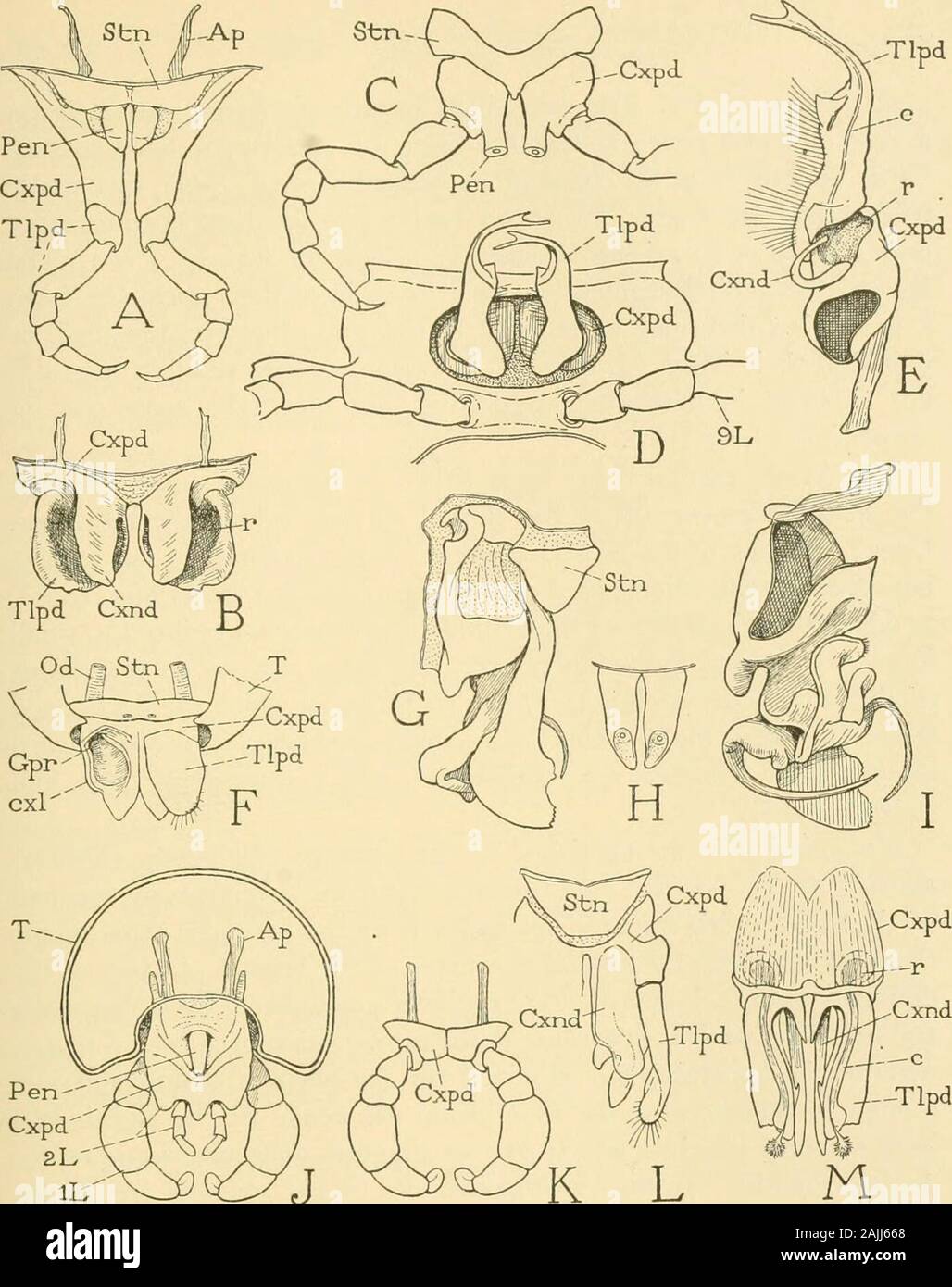 Smithsonian Miscellaneous Collections . ms à être peu de soutien à l'avis que le deuxième Silvestris le maxillaeof diplopods sont absentes. Compte tenu de la ressemblance générale de la tête d'thecranial diplopodes capsule d'autres arthropodes, et la preuve d'fundamentalunity de structure entre les différents groupes d'progoneate myria-pods, la vue courante (voir Attems, 1926) est ici accepté qu'thediplopod tête contient à la fois le premier et le deuxième des incisives et que les somites, cou-de-jatte segment est le premier somite, homologouswith corps la première étape-roulement segment du Symphyla. La jambe Banque D'Images