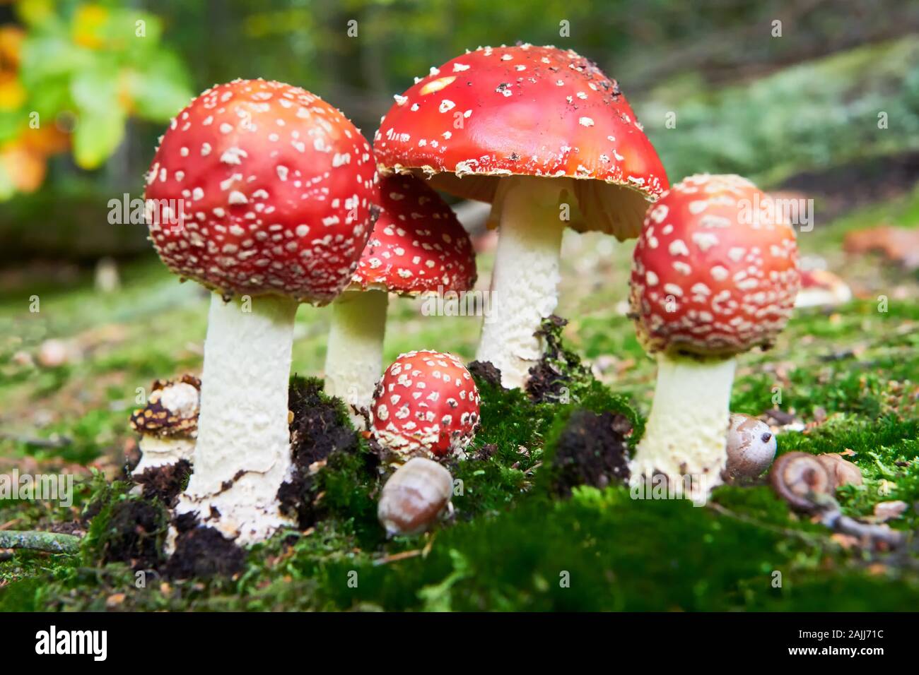 Un faible angle de vue d'un groupe de couleurs, de champignons toxiques agaric voler dans la forêt allemande. Ils sont de plus en plus temps d'automne dans des lieux moussus. Banque D'Images
