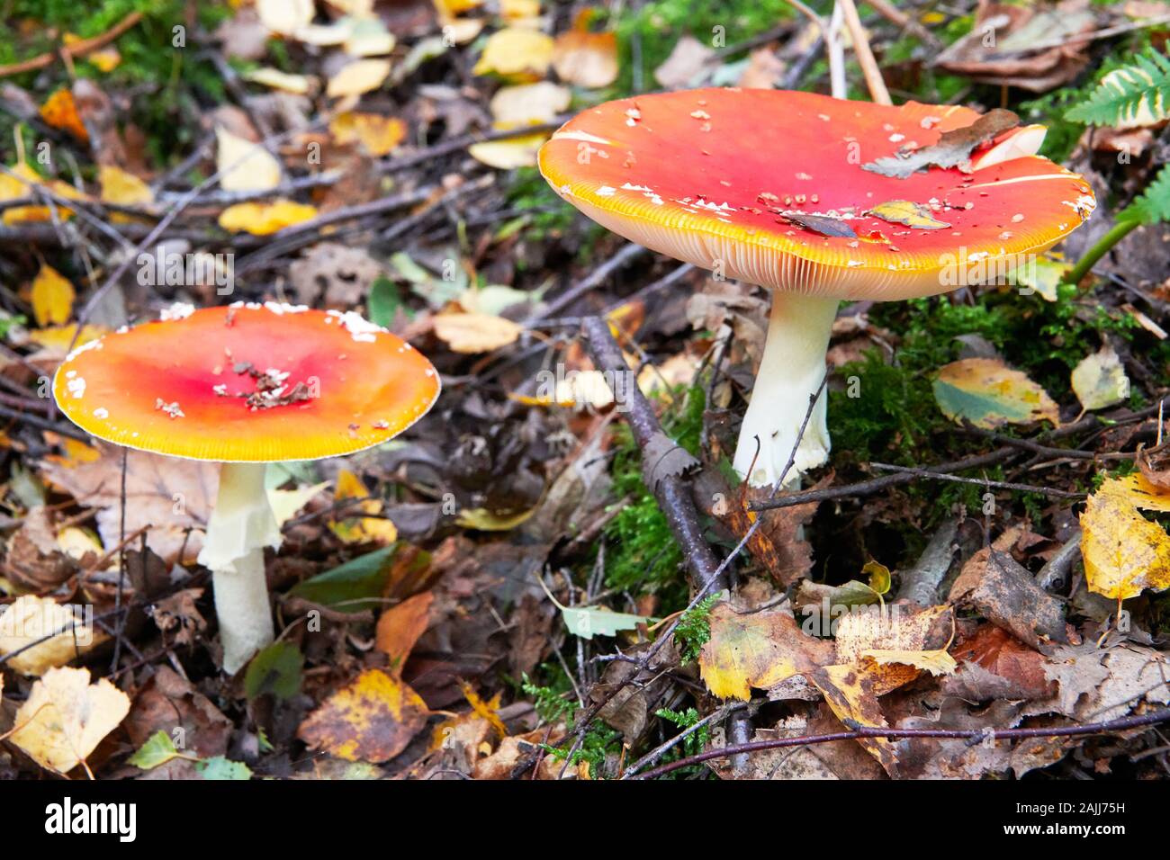 Un faible angle de vue de deux couleurs rouge , champignons toxiques agaric voler dans la forêt allemande. Ils sont de plus en plus temps d'automne dans des lieux moussus. Banque D'Images