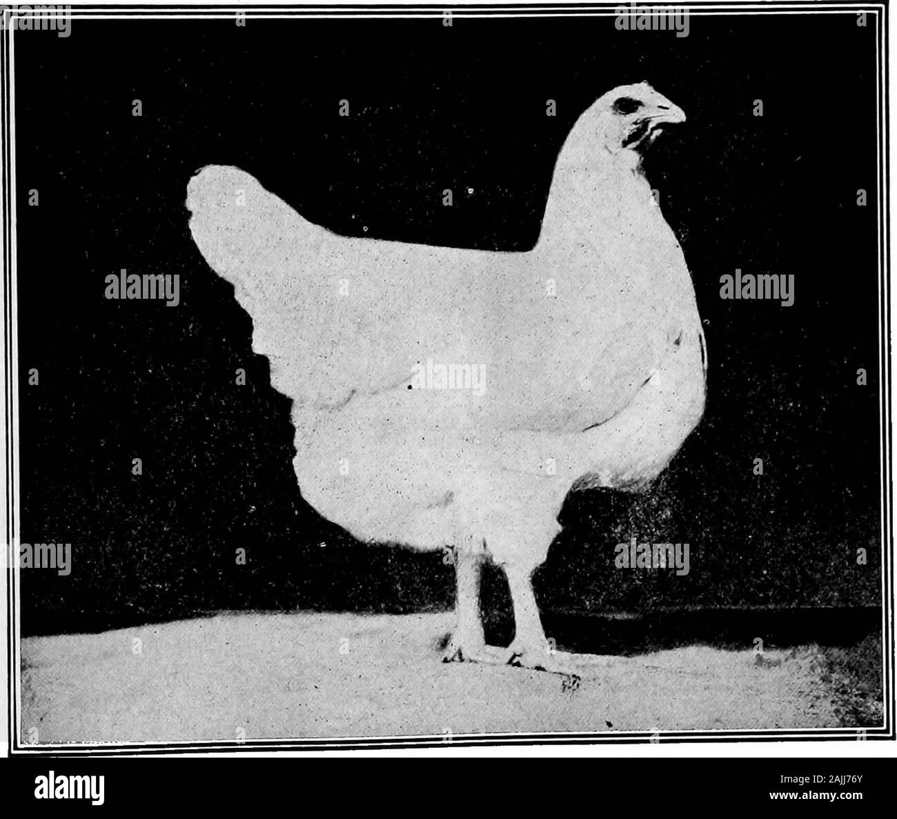 Le système progressif de Philo l'aviculture . Les Rip fort six pouces du bottomor quatre pouces du haut, il y aura donc deux boîtes withoutcovers à charnière pour qu'ils se ferme comme ils étaient avant le traitement RIP, près du sommet faire 6 trous d'un pouce à deux extrémités. forventilation Rendre un cadre de l'une moitié d'un pouce d'itwill pour mettre en place l'intérieur de la boîte, les coins étant chevauchées et cloué.Sur la face inférieure du châssis de ce chiffon de dépoussiérage pour serrer, il pendra dans près de deux pouces au-dessous du centre de l'image. Deux écarteurs 49 clous à travers les extrémités de la boîte du bas pour tenir l'armature en Banque D'Images