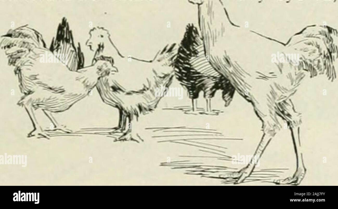 La science populaire . domesticiis couldmemorize mensuel gallus, et cultiate son esprit ? Ofopinion mightarise thenecessary les différences concernant l'contentof butafter thoughtfulexamination ce credo ; d'ledisponible materialsecured thePatent, le Bureau de résolution qui en-theimportant pointshave boussole tous été drawnup iKjt setwhen : Je vais mon masterdenies-moi ce plaisir, et Ifly consultation d'hors de l'enceinte whichmy maître a prévu pour moi ; j'ai une willrender vérifiés correctement compte de lenombre d'oeufs pondus par mon humble selfin la semaine ; et tous ces oeufs sha Banque D'Images