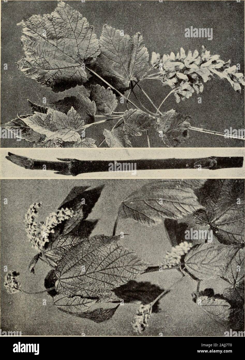 Le livre de l'arbre : un guide populaire à la connaissance des arbres d'Amérique du Nord et de leurs usages et de culture . ke le vert semblent être delicatelystriped avec blanc. Parfois, les bandes sont brun foncé. La feuille d'érable ce n'est exceptionnellement importantes, souvent inlength 6 pouces. C'est à peu près aussi large que c'est long, avec trois points, dont le triangularlobes forme les Leafs large apex. Il y a faintsuggestions de deux lobes basaux, parfois mais pas toujours. Themargin est finement dentelées, et le pétiole cannelé. Dans le autumnthe les feuilles jaunissent. Le jaune, bell-comme des fleurs en racèmes pendants longtemps,un Banque D'Images