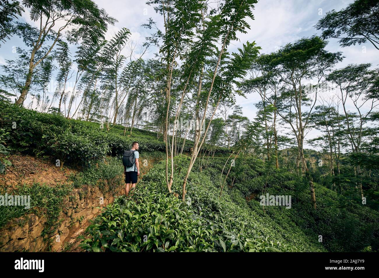 Vue arrière du jeune homme (meilleur) à la plantation de thé au Sri Lanka. Banque D'Images