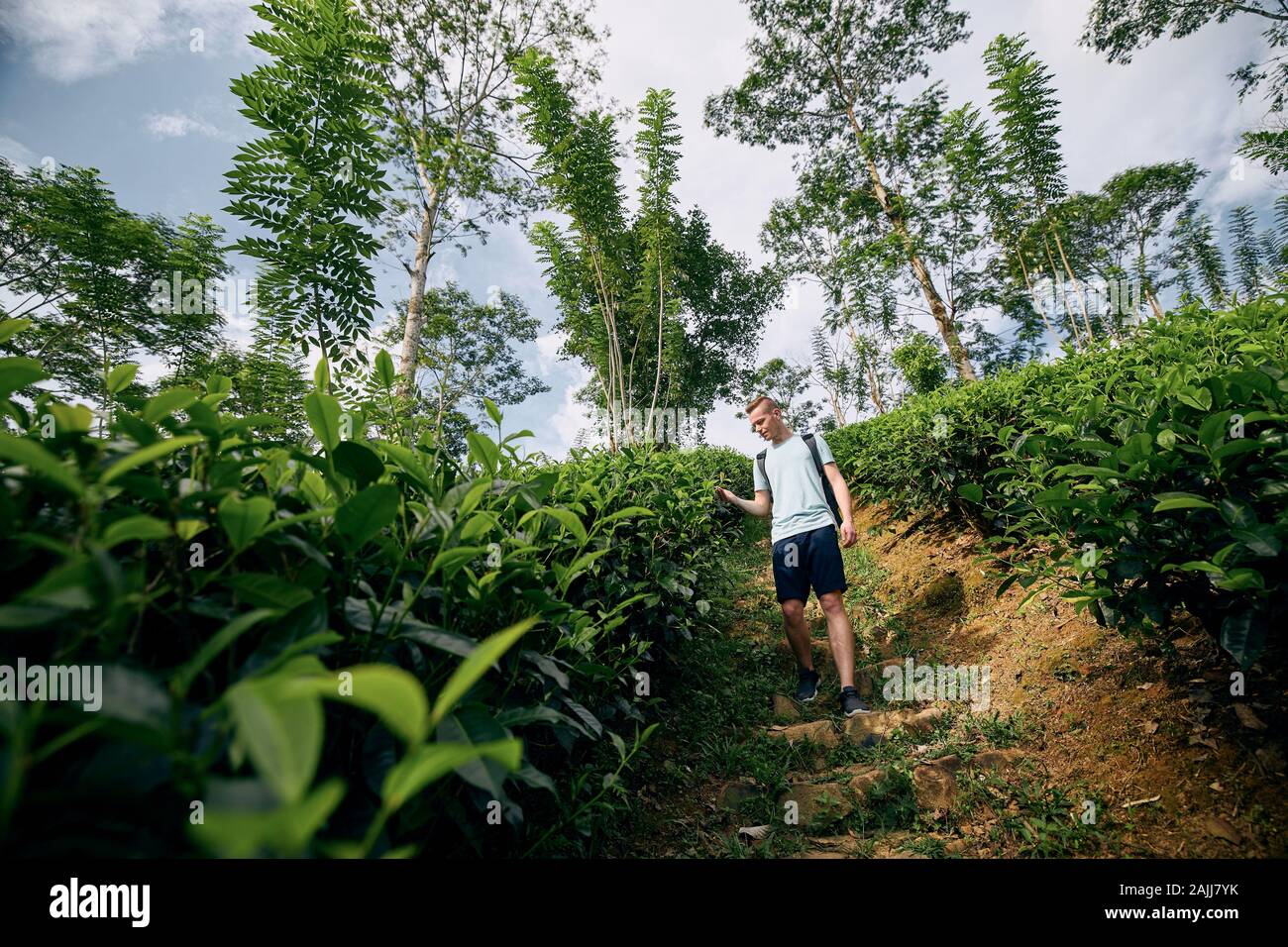 Jeune homme (meilleur) à l'usine de thé à des plantations au Sri Lanka. Banque D'Images
